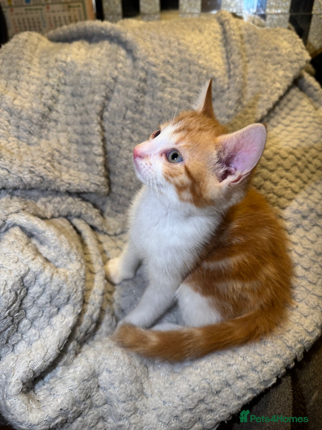 Domestic Shorthair cats for sale: Real life Garfield🤩 - Image 31