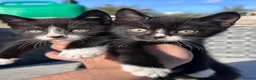 Mixed Breed cats for sale: Beautiful Mixed Kittens  - Advert 9