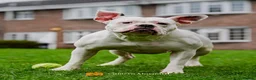Olde English Bulldogge dogs for sale: Beautiful friendly best dog ever needing new home in Chesterfield - Advert 6