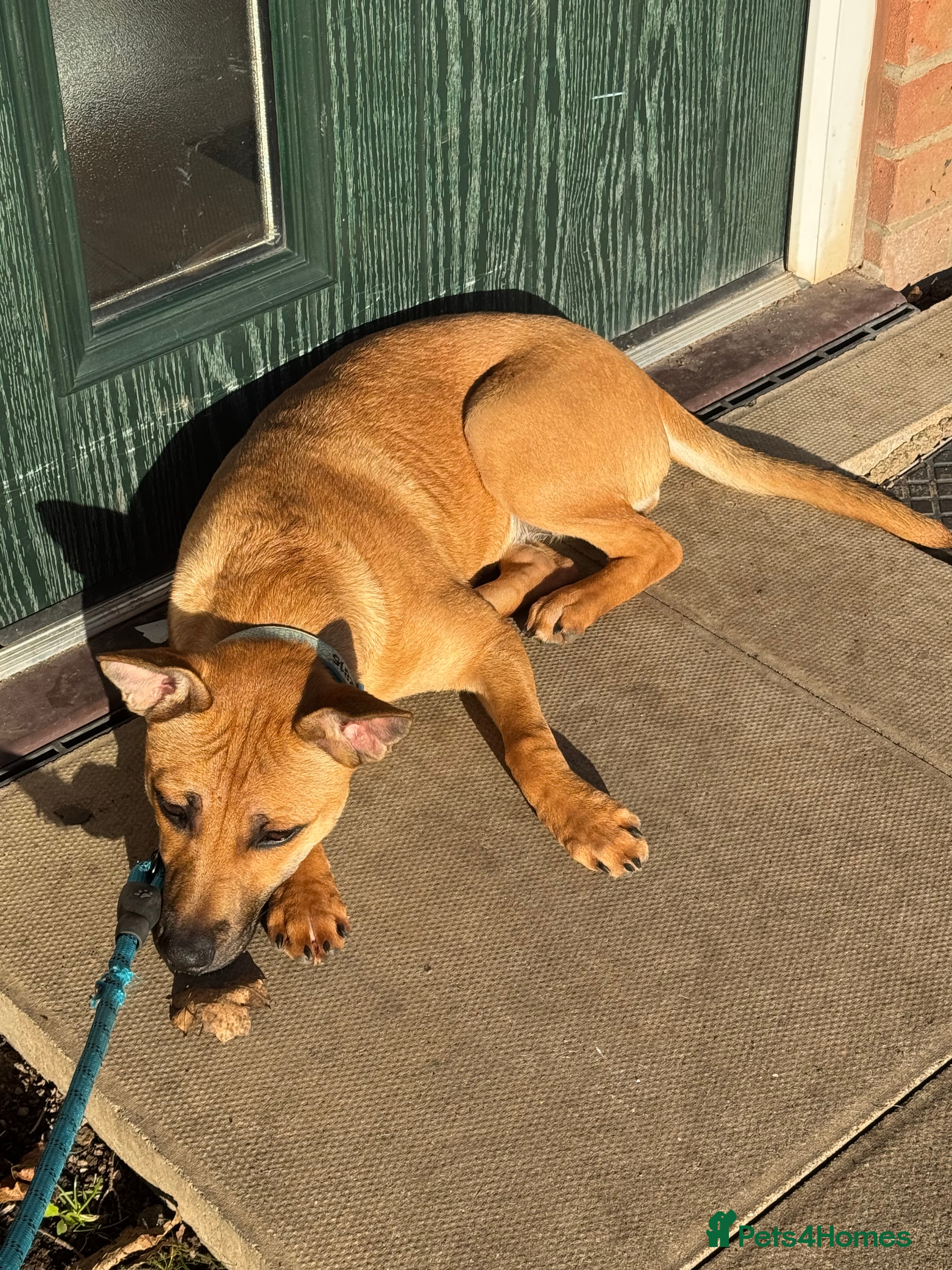 Mixed Breed dogs Staffy cross German shepherd - Advert 8