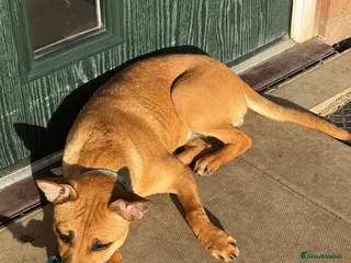 Mixed Breed dogs Staffy cross German shepherd - Advert 1