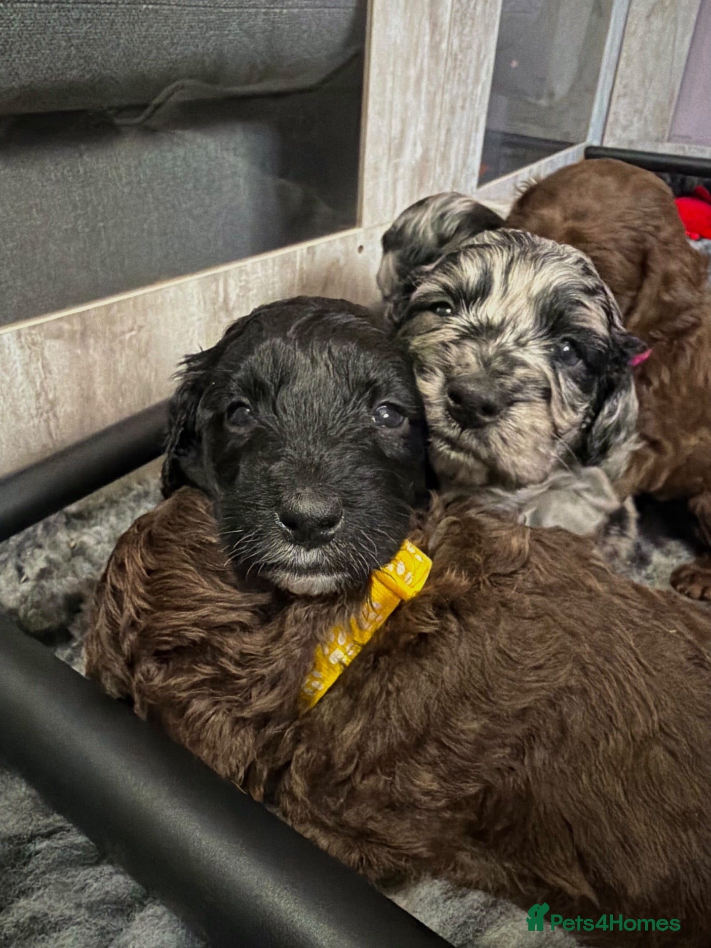 Double Doodle dogs for sale: Adorable Double Doodles - Australian doodle/Golden - Advert 1