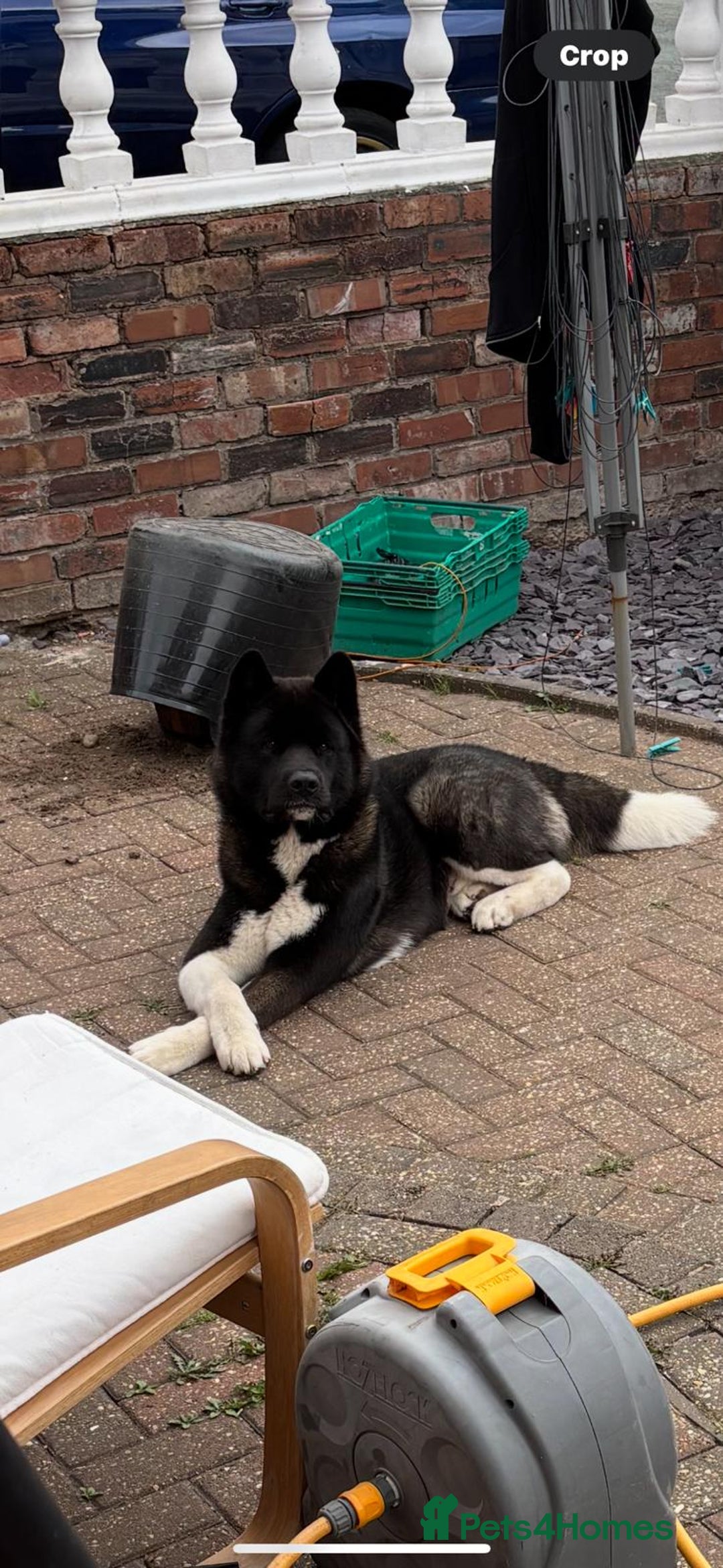 Akita dogs for stud: Koda whitmore  - Advert 4