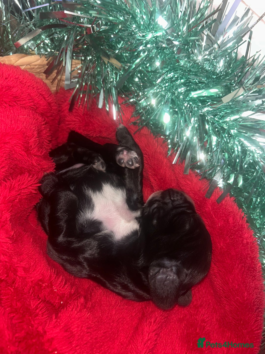 Cocker Spaniel dogs for sale: Cocker spaniel pups for sale  - Advert 16