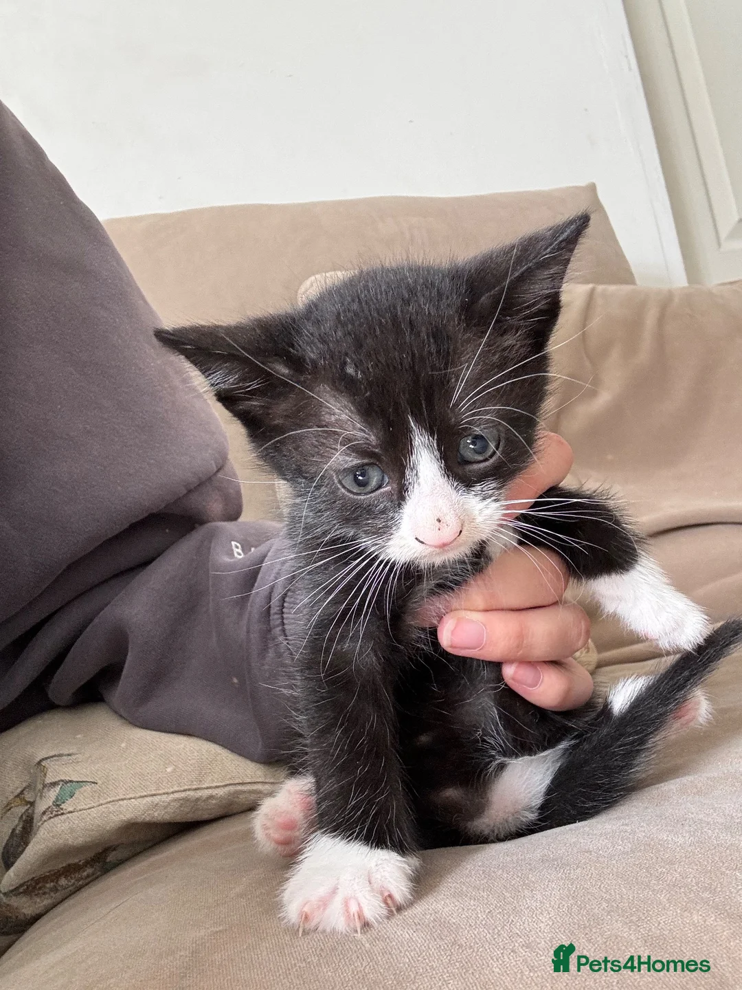 Mixed Breed cats for sale: Mixed breed kittens - Advert 2