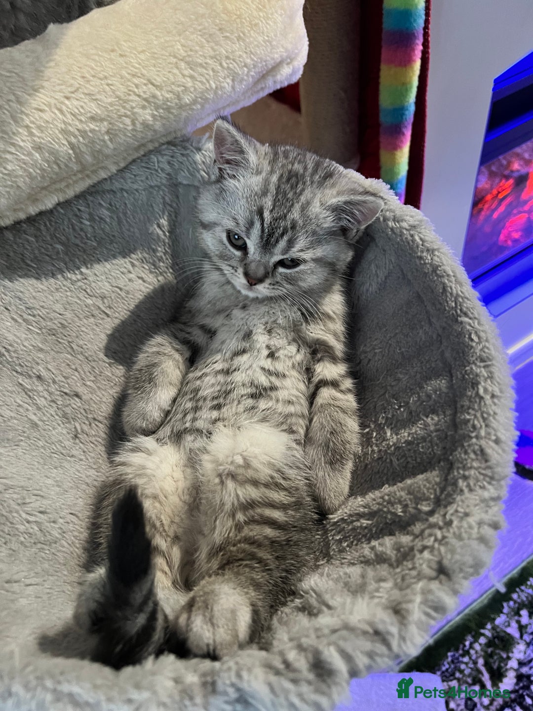 British Shorthair cats for sale: British Shorthair Kittens 🐱  - Advert 14