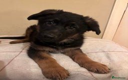 German Shepherd dogs for sale: German Shepherd Pups For Sale - Advert 10