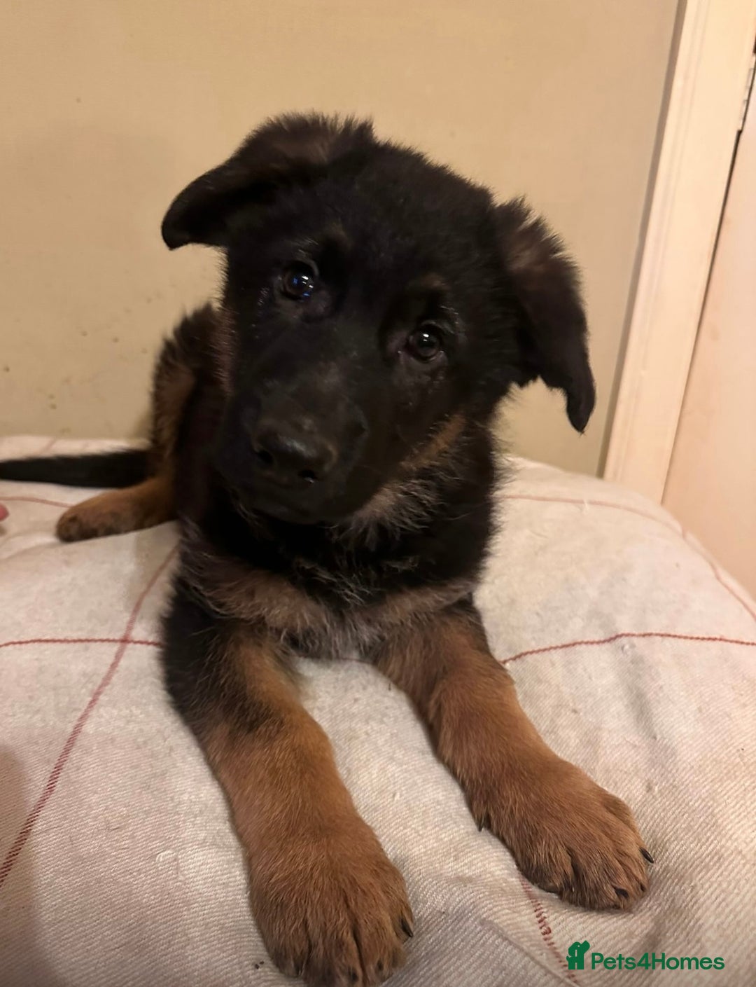 German Shepherd dogs for sale: German Shepherd Pups For Sale - Advert 10