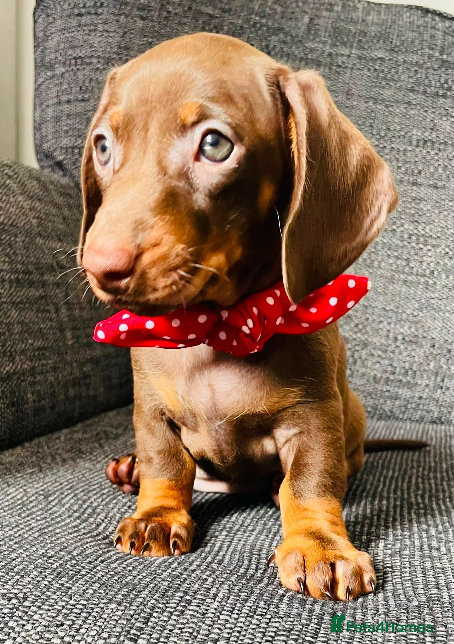 Dachshund dogs Gorgeous litter of dachshunds - Advert 18