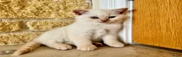 British Shorthair cats for sale: Pure breed BSH | Golden Flame Point | Ready Now  - Advert 12