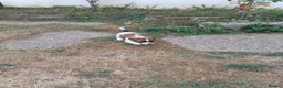Jack Russell dogs for sale: 5 Gorgeous Juck Russel Puppies for sale  in London - Advert 6