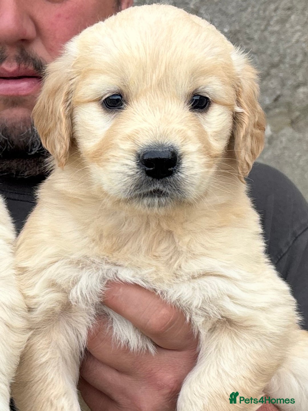Golden Retriever dogs for sale: Stunning Golden Retriever puppies for sale.  - Image 8
