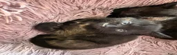 Mixed Breed cats for sale: Kittens  in Ashford - Advert 4