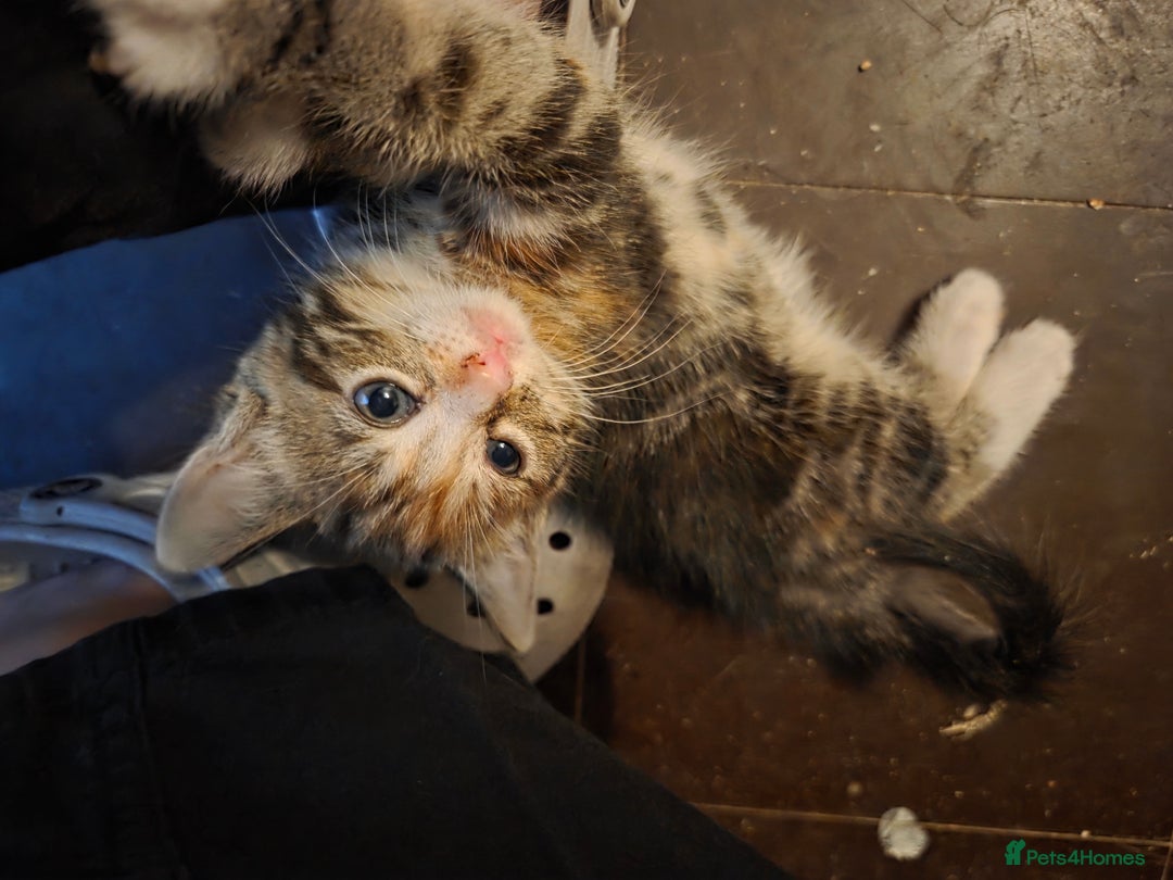 Mixed Breed cats for sale: 2 beautiful female kittens for sale  - Image 5