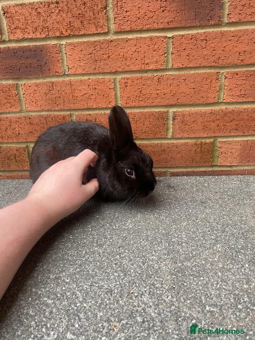 Rex rabbits for sale: Mini Rex male  - Advert 2