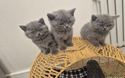 British Shorthair cats for sale: 1 Female British short-hair kitten LEFT  - Image 4