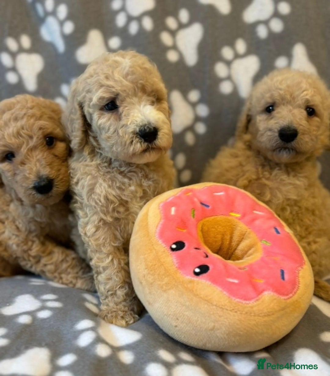 Bernedoodle dogs for sale: Bernedoodle stunning puppies F1b cuddly standard - Image 7