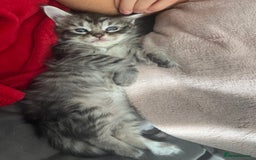 Maine Coon cats for sale: Maine coone kittens  - Image 2