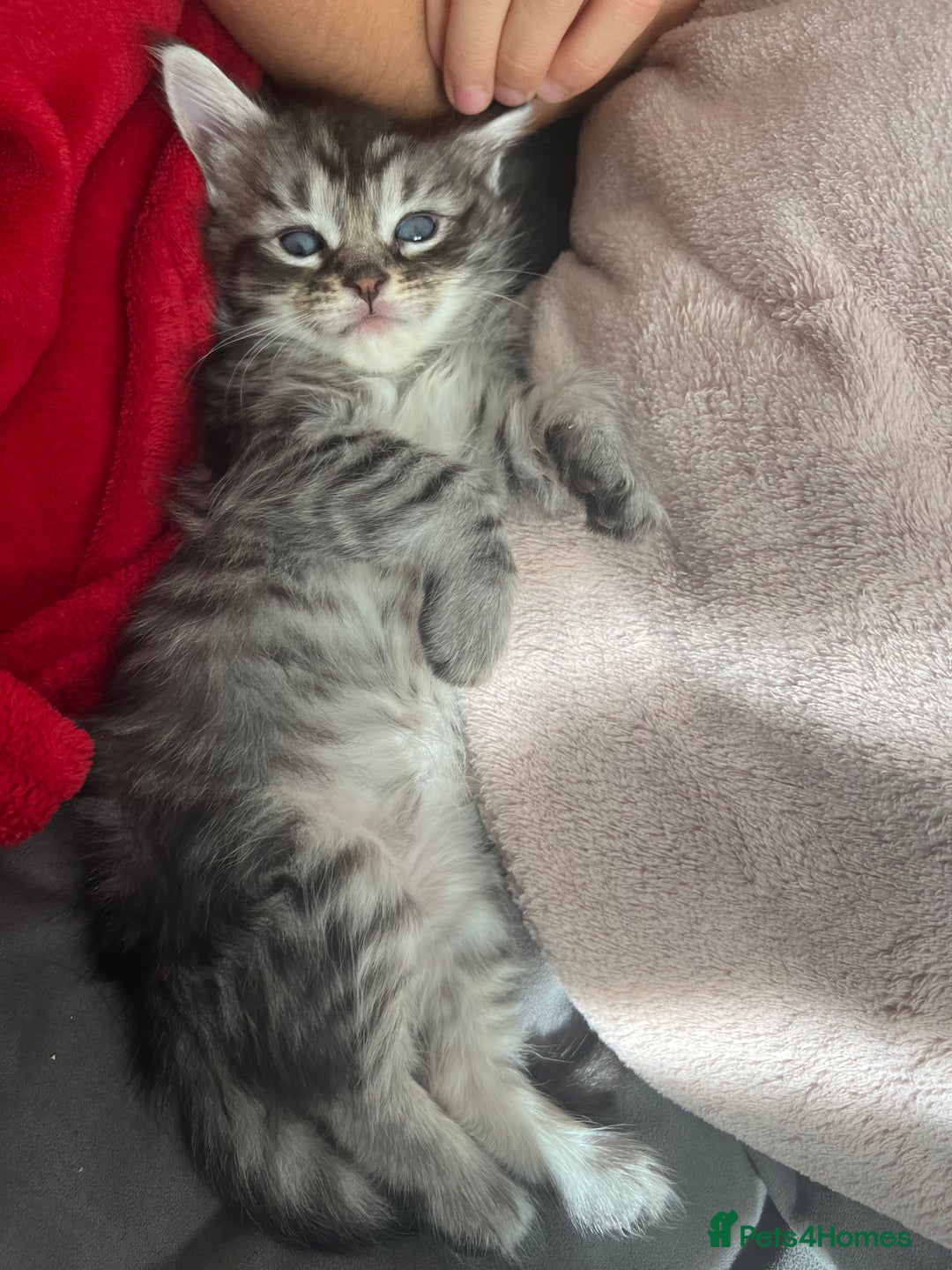 Maine Coon cats for sale: Maine coone kittens  - Image 2