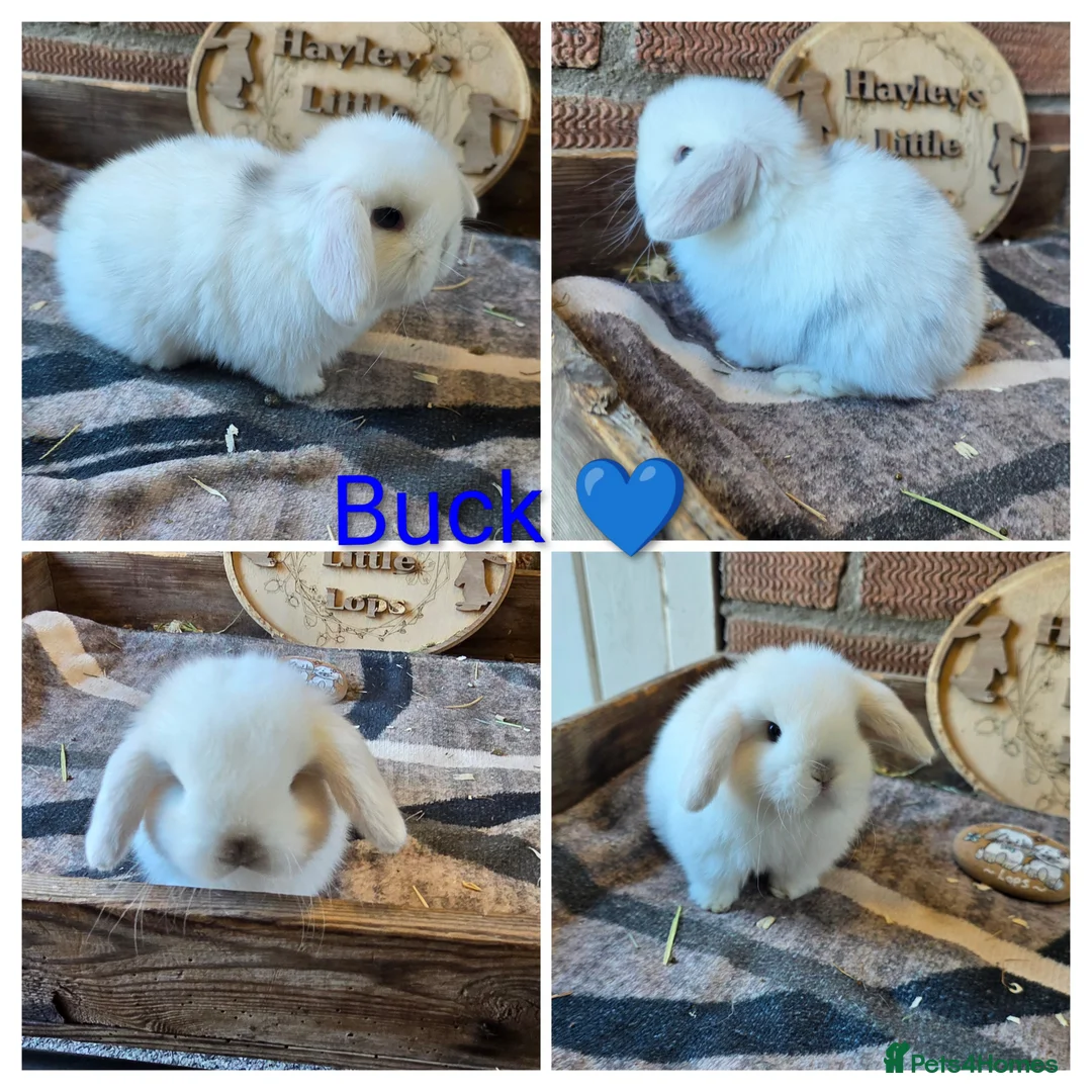 Mini Lop rabbits for sale: Gorgeous pure breed mini lops  - Advert 1