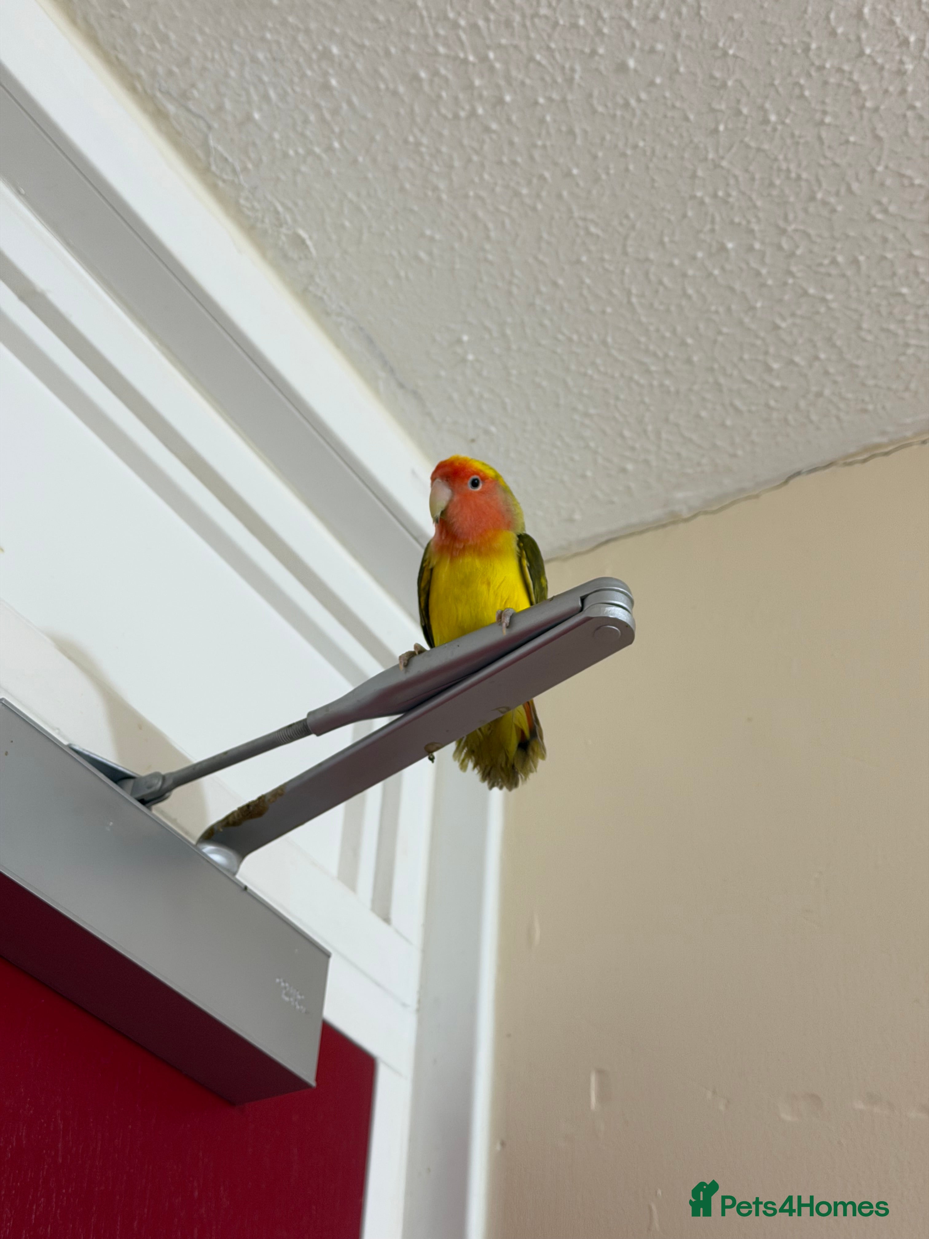 Lovebirds birds Pair of Peach-Faced Lovebirds – Mango & Pistachio - Advert 1