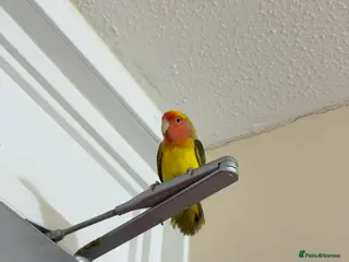 Lovebirds birds Pair of Peach-Faced Lovebirds – Mango & Pistachio - Advert 1