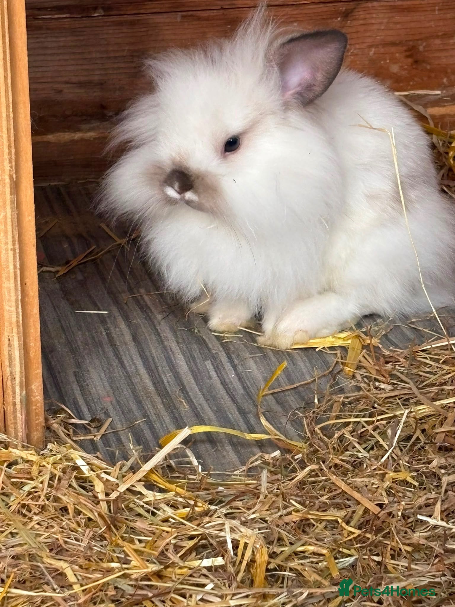 Mixed Breed rabbits 2x Mini lion lops. 1 male (white) 1 female (black) - Advert 1