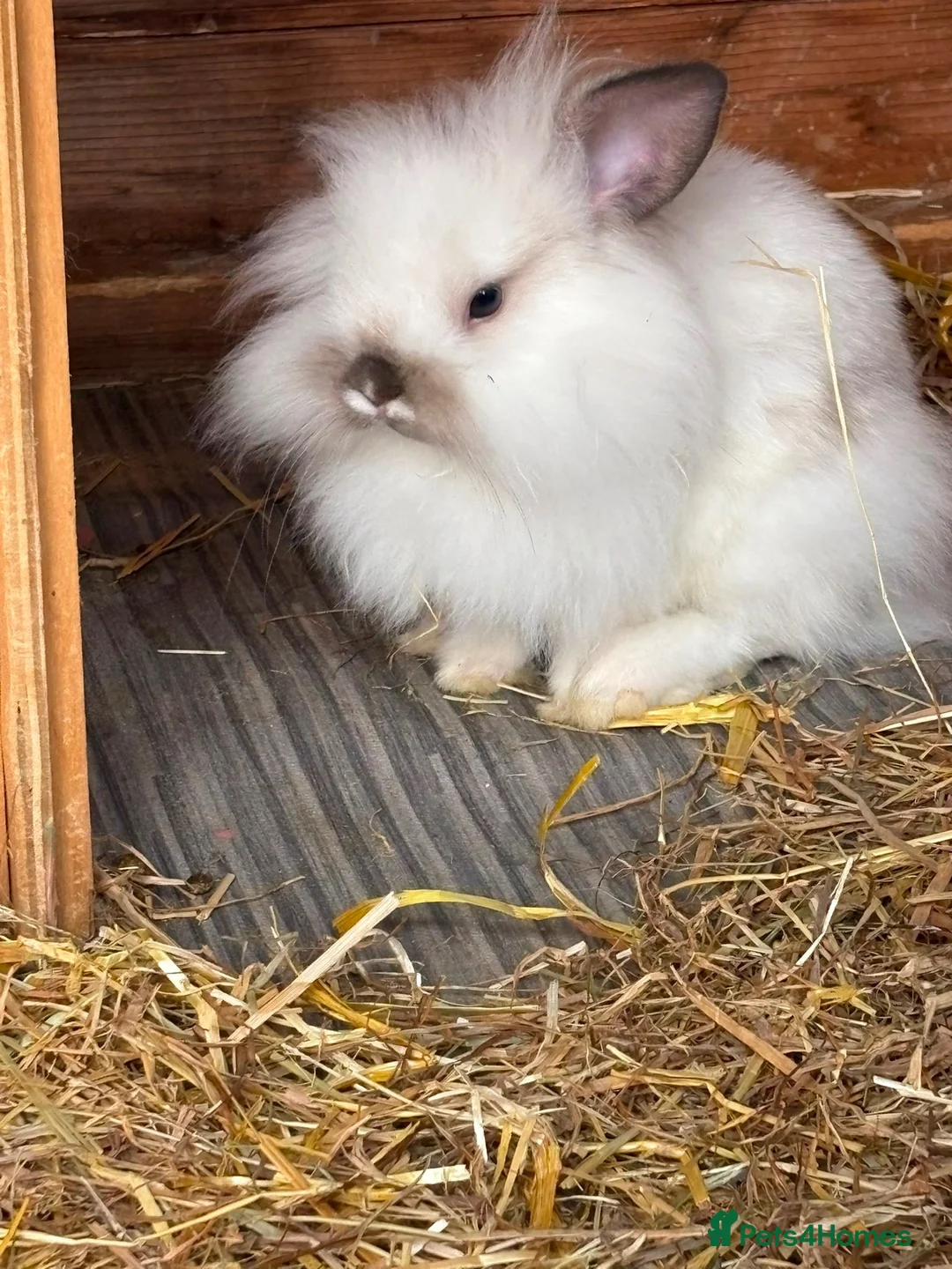 Mixed Breed rabbits for sale: 2x Mini lion lops. 1 male (white) 1 female (black) - Advert 1