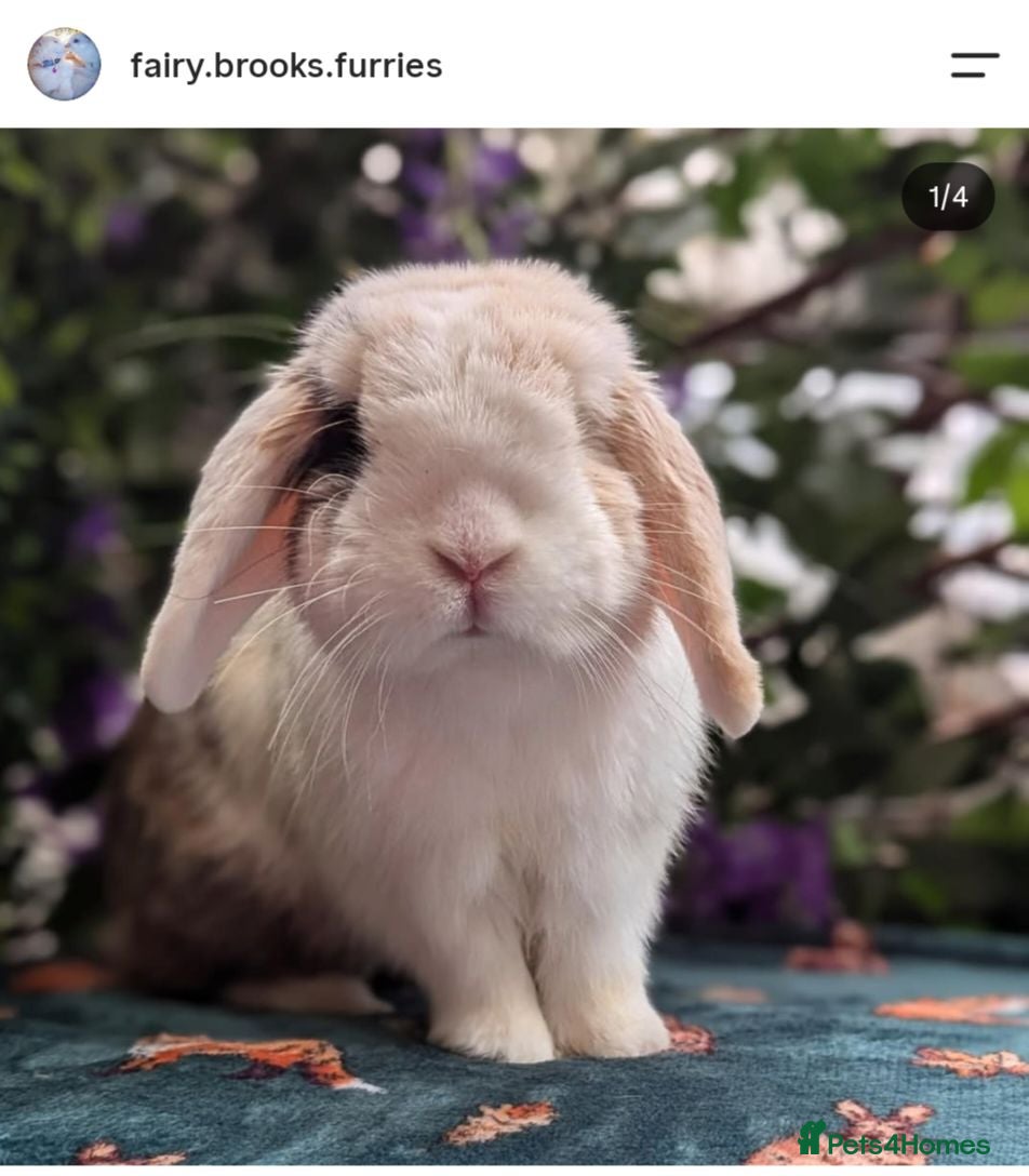 Mini Lop rabbits Male mini lop  - Advert 2