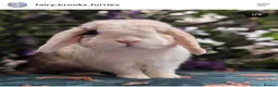 Mini Lop rabbits for sale: Male mini lop  - Advert 2