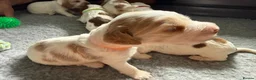 Cocker Spaniel dogs for sale: Adorable Kennel Club Reg. Show Cocker Spaniel Pups - Advert 34