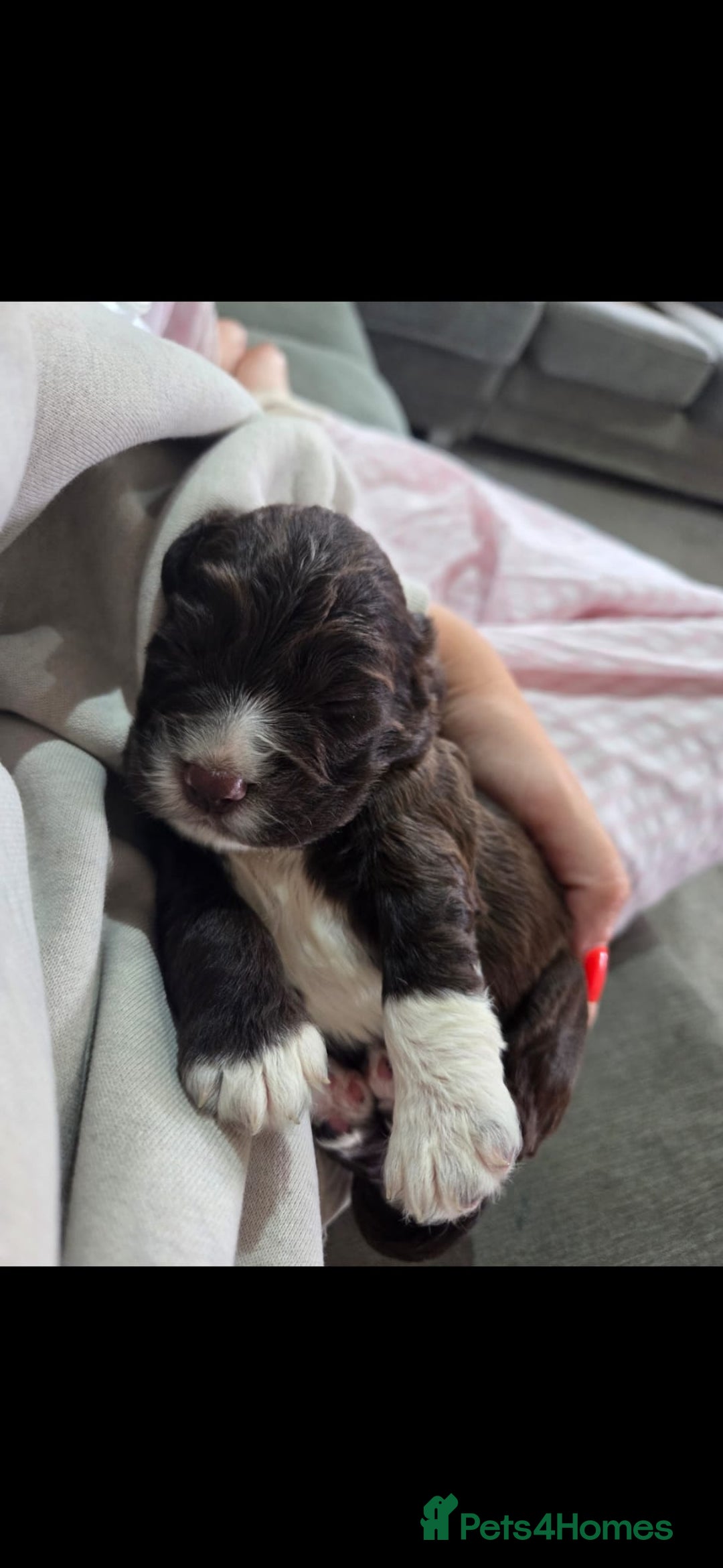 Cocker Spaniel dogs for sale: 6 week old cocker spaniel puppies  - Image 6