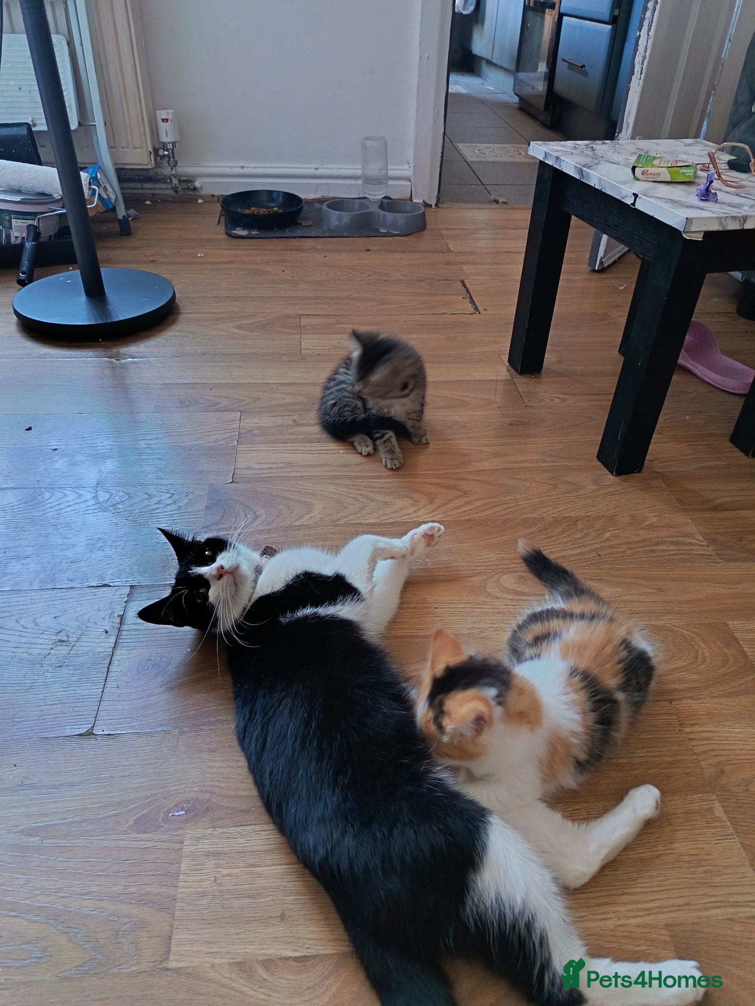 Mixed Breed cats Male Kitten - Advert 7