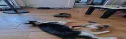 Mixed Breed cats for sale: Male Kitten - Advert 1