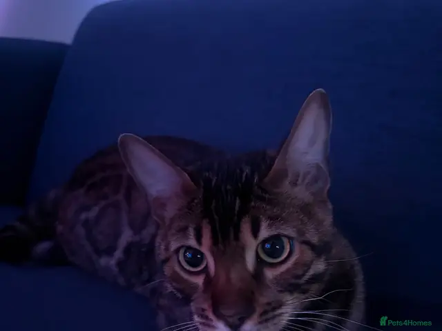 Bengal cats for sale: a cute bengal kitten - Advert 2