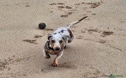 Miniature Dachshund dogs for sale: Paris  - Image 2