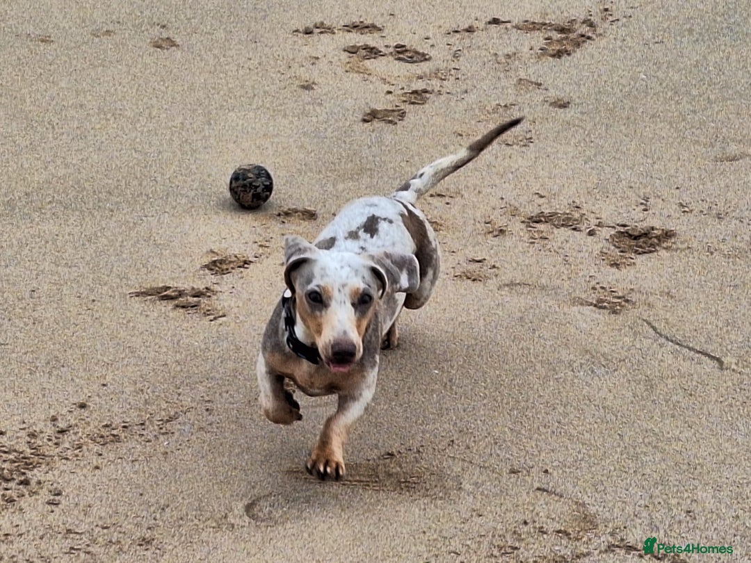 Miniature Dachshund dogs for sale: Paris  - Image 2