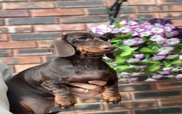Miniature Dachshund dogs for sale: 🩷Stunning Chocolate & Tan Girls 🩷  in Stafford - Image 2