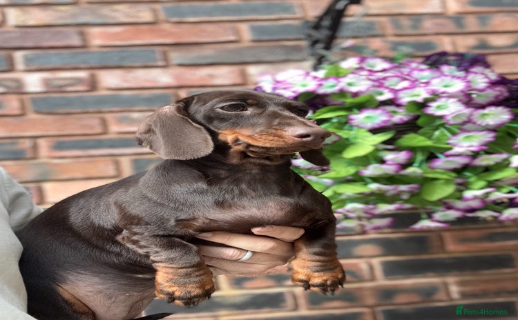Miniature Dachshund dogs in Stafford - Advert 4