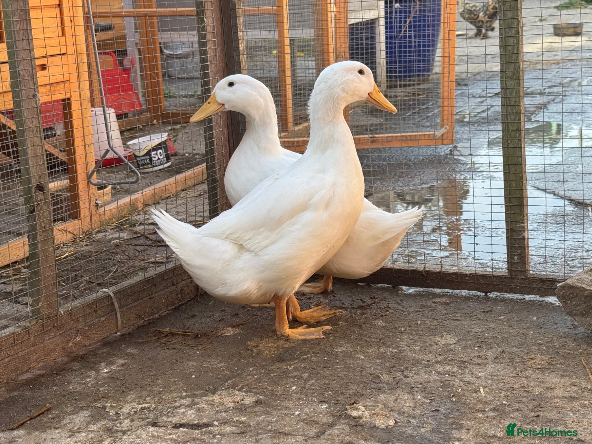 Ducks poultry Cherry valley ducks x2 female  - Advert 2