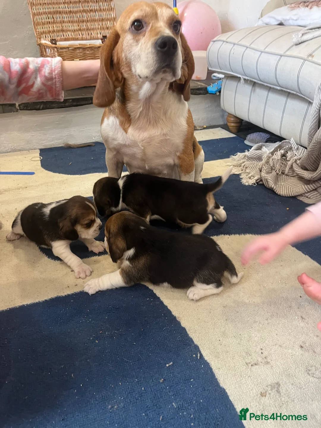 Beagle dogs for sale: Pedigree Beagle Puppies – Ready 7th February 2026  - Advert 11