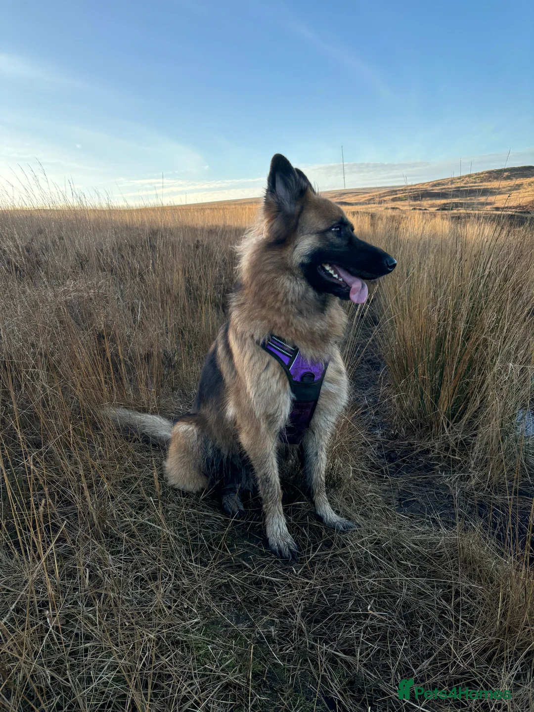German Shepherd dogs for sale: Bella - German Shepherd looking for a forever home - Advert 3