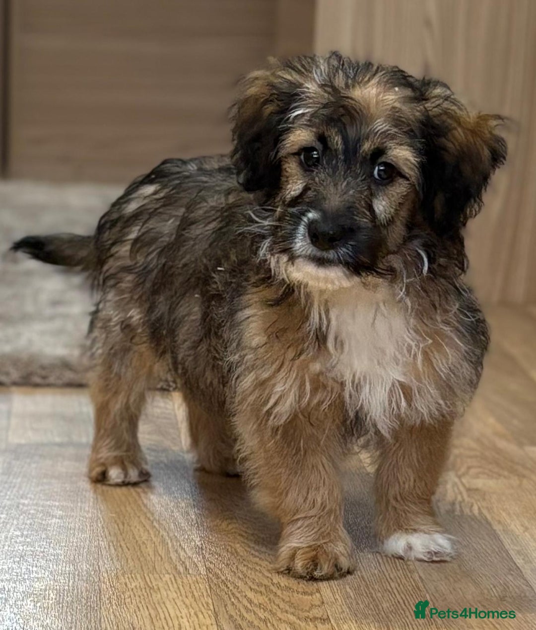 Jack Russell dogs for sale: Jack Russell Puppies… - Advert 15