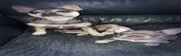 French Bulldog dogs for sale: Lilac Tan French Bulldogs  - Advert 9