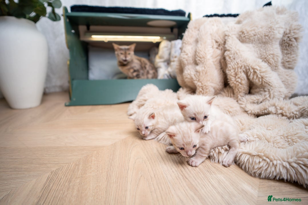 Bengal cats for sale: SNOW LYNX PURE BENGAL BOY-Frankie-Top Personality - Advert 33