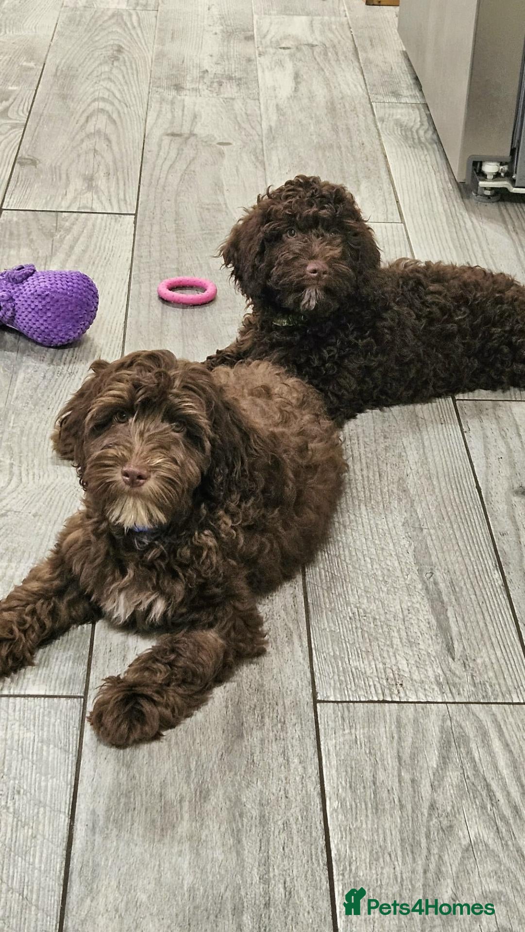 Cockapoo dogs LYNJONBORNS BEAUTIFUL COCKAP00 PUPPYS - Advert 2