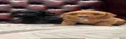Cockapoo dogs for sale: Gorgeous cockapoo puppies - Advert 6