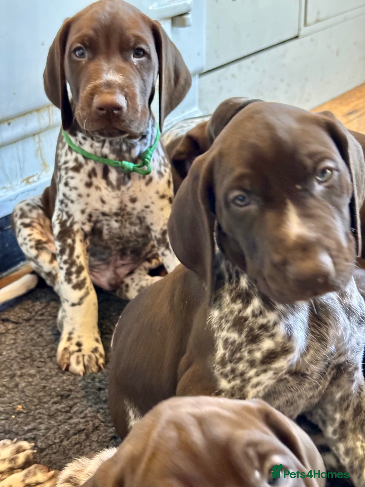 German Shorthaired Pointer dogs Beautiful KC registered GSP pups.   - Advert 2