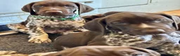 German Shorthaired Pointer dogs for sale: Healthy,Happy KC Registered GSP pups.  - Advert 16