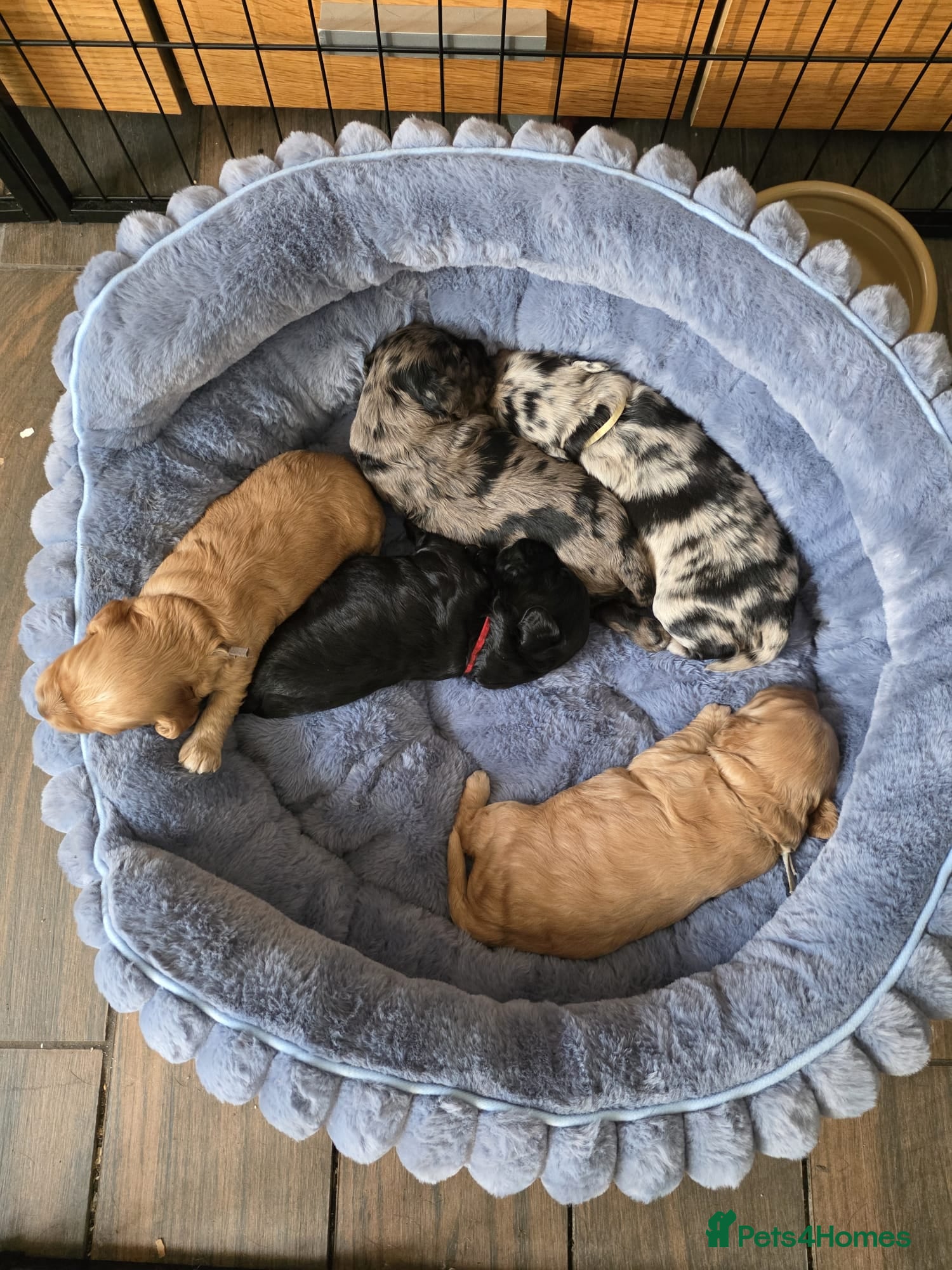 Cockapoo dogs for sale: Vet Health checked Cockapoo Puppies - Advert 6